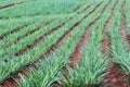 Pineapple field