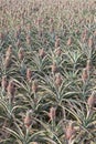 Pineapple field