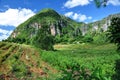 Pineapple field in Valle de Vinales Royalty Free Stock Photo