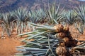 Pineapple field. Young pineapples in the field.Harvesting the agave in the field.