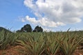 Pineapple Fields Where Farmers Wait For Them To Grow In Order To Produce Products With A Sky As A Background