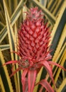Pineapple flower Royalty Free Stock Photo