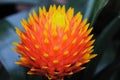 Pineapple flower Royalty Free Stock Photo