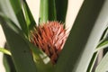 Pineapple flower Royalty Free Stock Photo