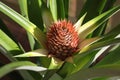 Pineapple flower Royalty Free Stock Photo