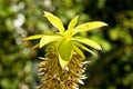 Pineapple flower, Eucomis comosa Royalty Free Stock Photo