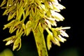 Pineapple flower, Eucomis comosa Royalty Free Stock Photo