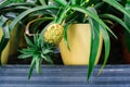 Pineapple in a flower pot. Growing exotic plants at home. Close-up Royalty Free Stock Photo