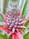 Pineapple flower Royalty Free Stock Photo