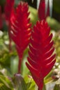 Pineapple flower.