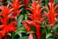 Pineapple flower Royalty Free Stock Photo