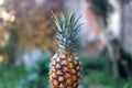Pineapple Royalty Free Stock Photo