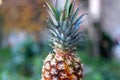 Pineapple Royalty Free Stock Photo