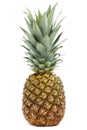 Pineapple fruit Royalty Free Stock Photo