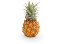 Pineapple fruit