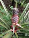 Pineapple fruit attached to the tree