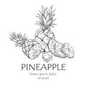 Pineapple fruit banner, sketch with copy space