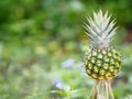 Pineapple fruit on blurred of nature background space for write wording Royalty Free Stock Photo
