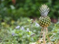 Pineapple fruit on blurred of nature background space for write wording Royalty Free Stock Photo