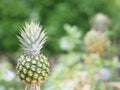 Closeup pineapple fruit on blurred of nature background space for write wording Royalty Free Stock Photo