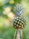 Pineapple fruit on blurred of nature background space for write wording Royalty Free Stock Photo