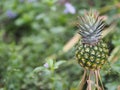 Pineapple fruit on blurred of nature background space for write wording Royalty Free Stock Photo