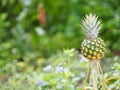 Pineapple fruit on blurred of nature background space for write wording Royalty Free Stock Photo