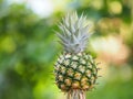 Pineapple fruit on blurred of nature background space for write wording Royalty Free Stock Photo