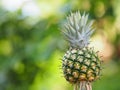 Closeup pineapple fruit on blurred of nature background space for write wording Royalty Free Stock Photo