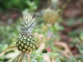 Pineapple fruit on blurred of nature background space for write wording Royalty Free Stock Photo