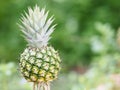 Pineapple fruit on blurred of nature background space for write wording Royalty Free Stock Photo