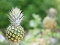 Pineapple fruit on blurred of nature background space for write wording Royalty Free Stock Photo