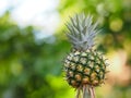 Pineapple fruit on blurred of nature background space for write wording Royalty Free Stock Photo