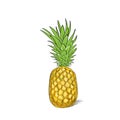 Pineapple fruit color sketch draw isolated over