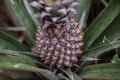 Pineapple Fruit Cultivation