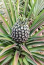 Pineapple fruit farm. Royalty Free Stock Photo