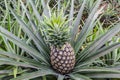 Pineapple fruit farm growing Royalty Free Stock Photo