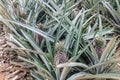 Pineapple fruit farm growing Royalty Free Stock Photo