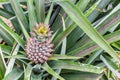 Pineapple fruit farm growing Royalty Free Stock Photo