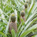 Pineapple fruit farm growing Royalty Free Stock Photo