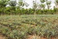 Pineapple fruit farm growing Royalty Free Stock Photo