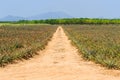 Pineapple fruit farm. Royalty Free Stock Photo