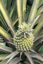 Pineapple fruit on the farm Royalty Free Stock Photo