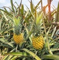 Pineapple fruit on the farm Royalty Free Stock Photo