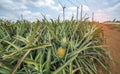 Pineapple fruit on the farm Royalty Free Stock Photo