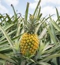 Pineapple fruit on the farm Royalty Free Stock Photo