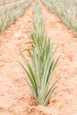 Pineapple fruit farm, tropical fruit agriculture. Royalty Free Stock Photo