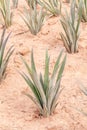 Pineapple fruit farm, tropical fruit agriculture. Royalty Free Stock Photo