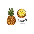 Pineapple Fruit Graphic Drawing. Watercolor Pineapples On A White Background. Vector Illustration