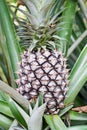 Pineapple fruit growing in farm Royalty Free Stock Photo